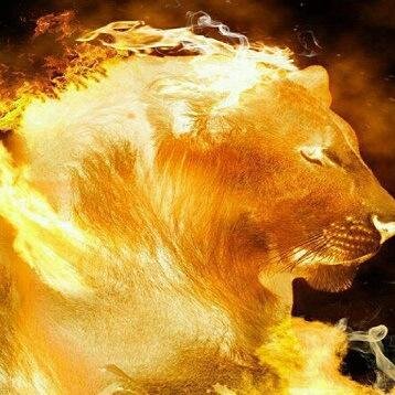 Não chores; eis aqui o Leão da tribo de Judá, a raiz de Davi, que venceu, para abrir o livro e desatar os seus sete selos” (Ap 5.5).