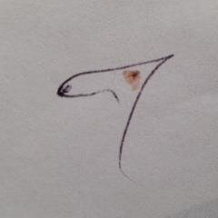 DogCoature's profile picture. Your dog needs a warm coat that fits! I have experience making coats for hard-to-fit pups. Ears covered if they like. Let's measure, design, sew and get warm!