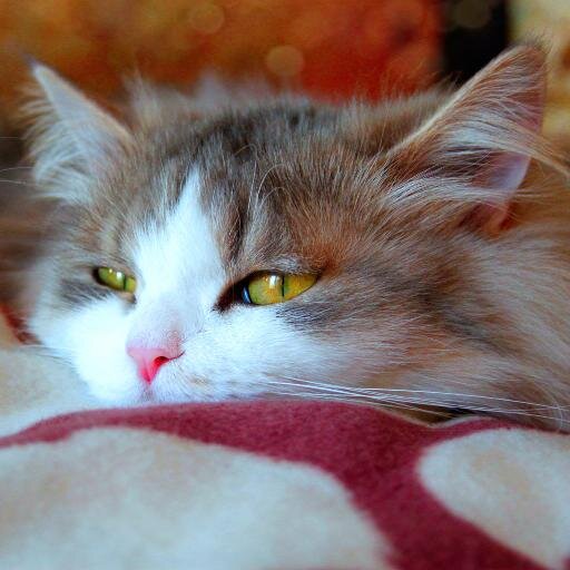 SplendidWallpap's profile picture. High Quality Full HD and Widescreen Wallpapers & Facebook Covers.Official twitter account of http://t.co/56yxhjUYCr