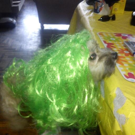 krifochi's profile picture. Analista amante de la libertad y la naturaleza. Luchadora vegana por un mundo sin maltrato a los animales... adoro a mis hijos no humanos