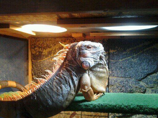 blazinjay35's profile picture. 