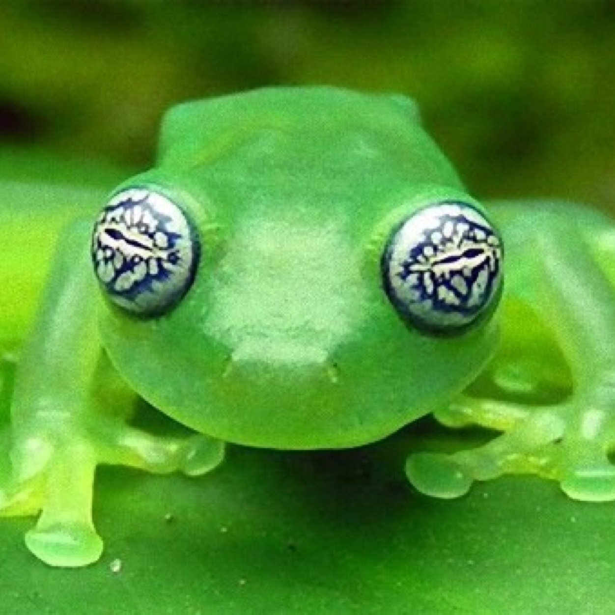 vwtype2bus's profile picture. 