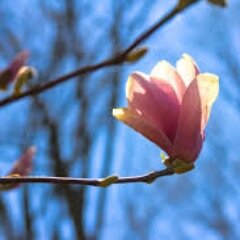 Andrew is an England born qualified Psychotherapist and Clinical Psychologist, over twenty years counseling psychotherapy and mental health experience in Tokyo.