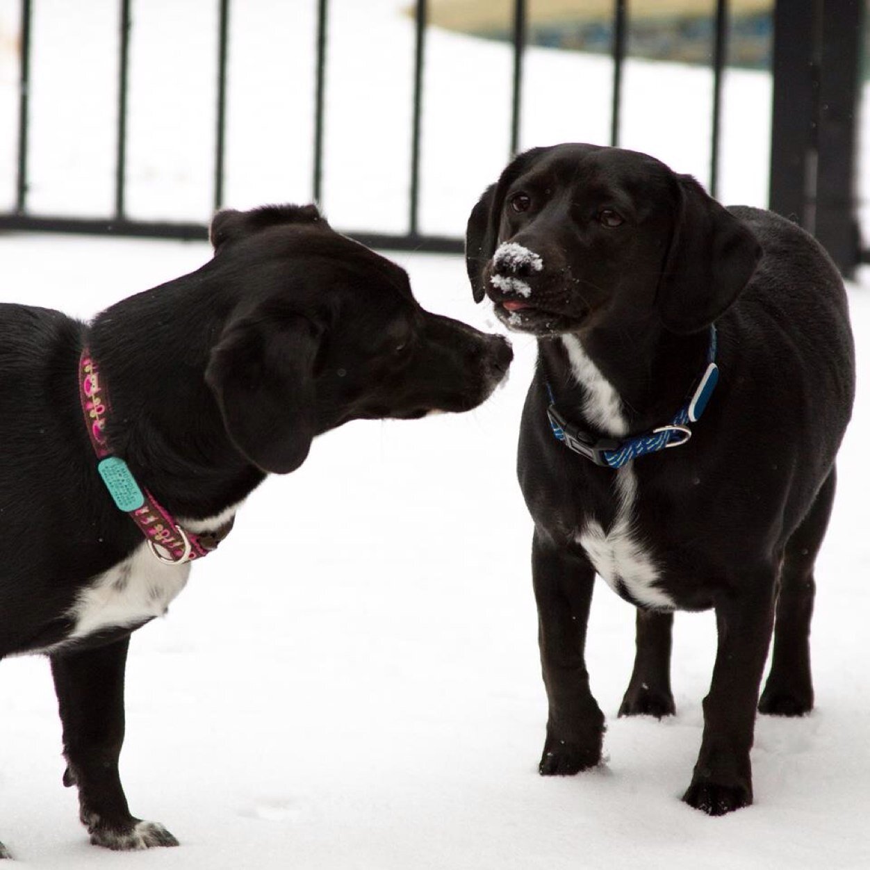 Brother & sister dachshund/labrador puppies (aka: dashadors). We love to play, cuddle, and sleep. Let's sniff butts and be friends!