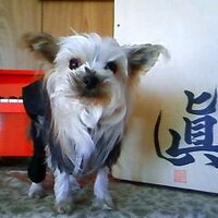 Robbin (@robbin_sumire) 's Twitter Profile