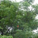 *sanga* - @SandraBoxer - Twitter