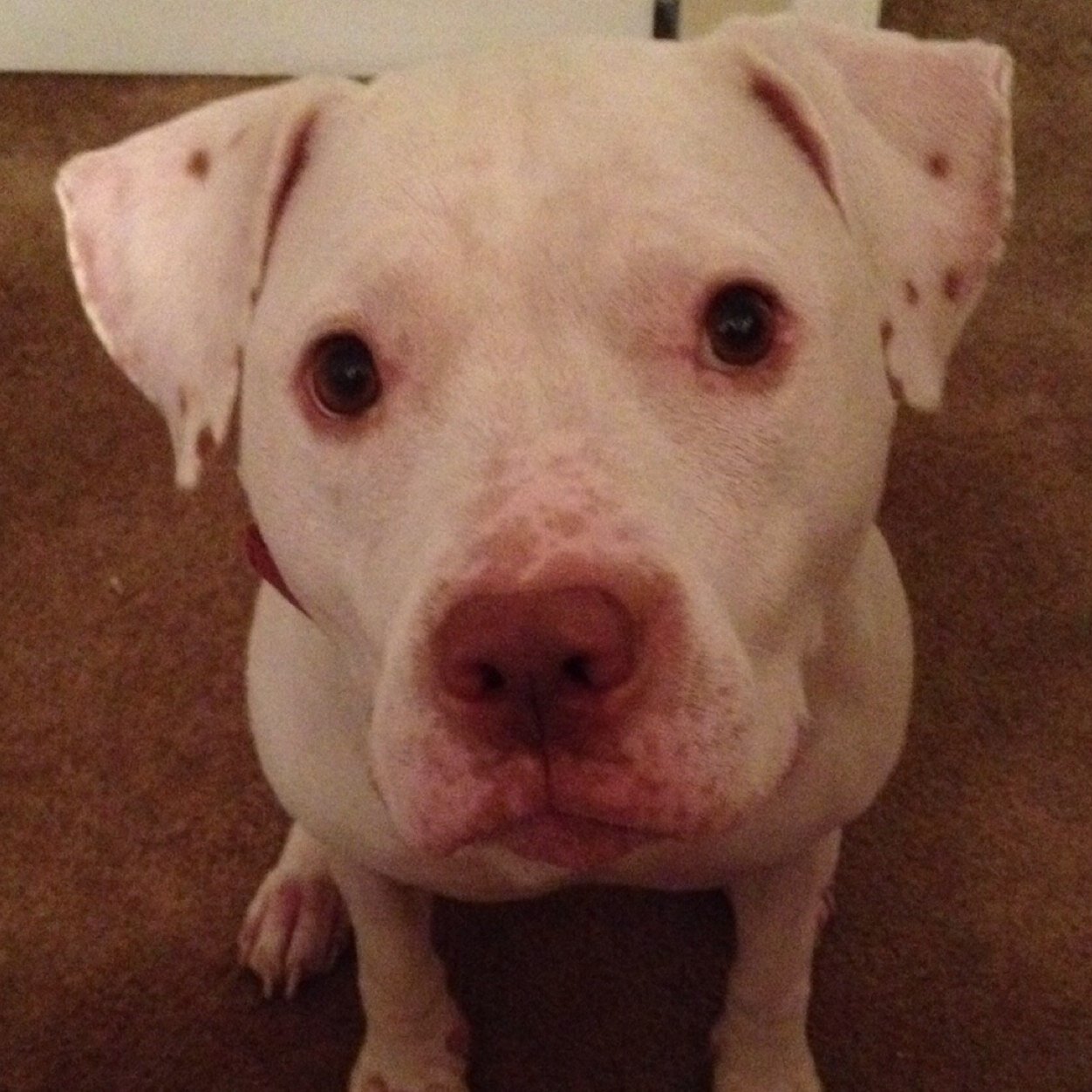 SKINNYCHAD's profile picture. 