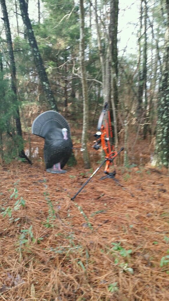 ROSSHITASAIBO's profile picture. 