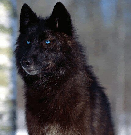 kimbuwolf's profile picture. Male wolf that loves meat! #taken&loved by @_Lena_Heady