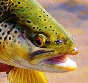 MisterTrout's profile picture. I'm a trout. The water is nice and cool, come on in.