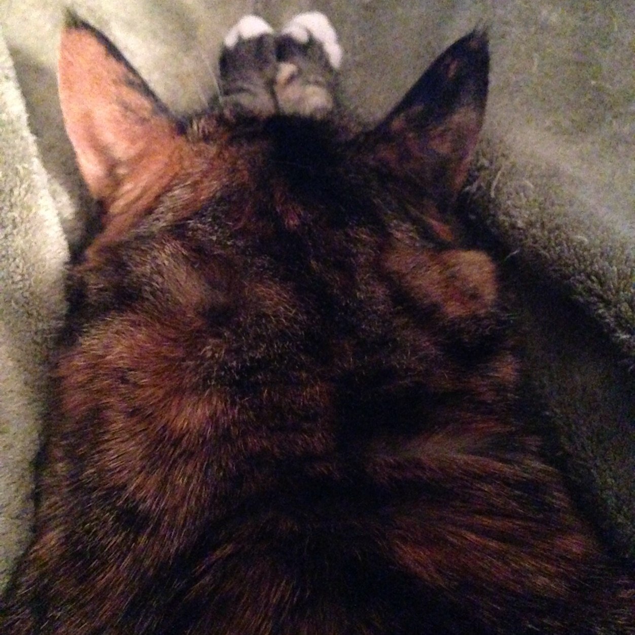 bbijoux's profile picture. 