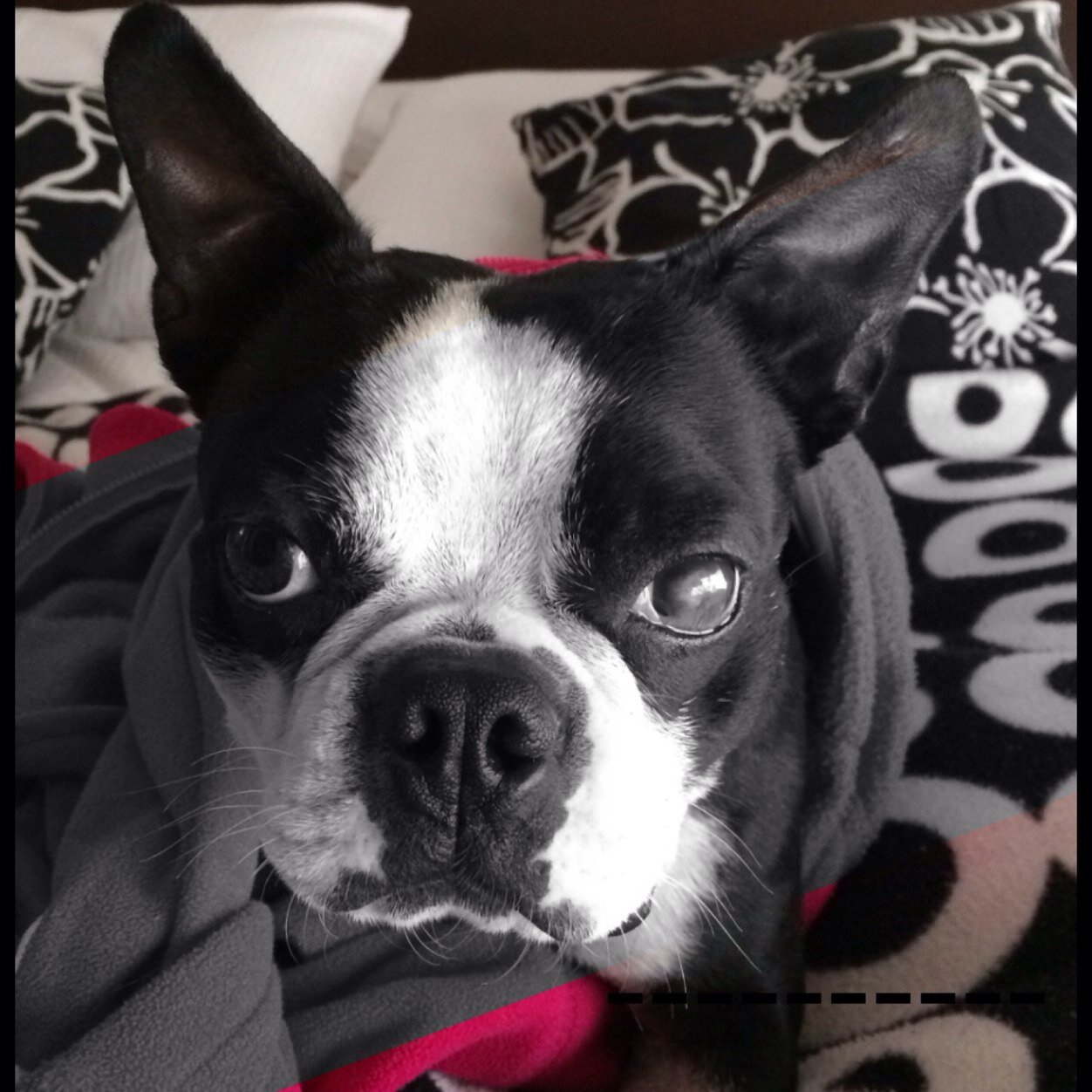 claudiafonsecaj's profile picture. 