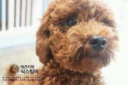 SHINee keyのかいいぬこむでbot ごしゅじんさまさがしちゅう。 にほんごしゃべります。　since140209