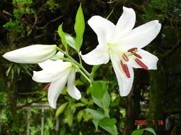 iontmswhiselsev's profile picture. 