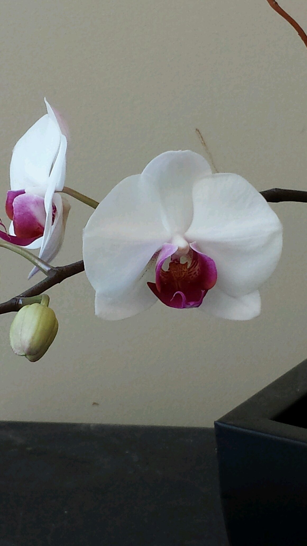 FreedomsMama's profile picture. I'm an eclectic student of life - a balanced bundle of contradictions,  I'm a work in progress - ever expanding like our universe