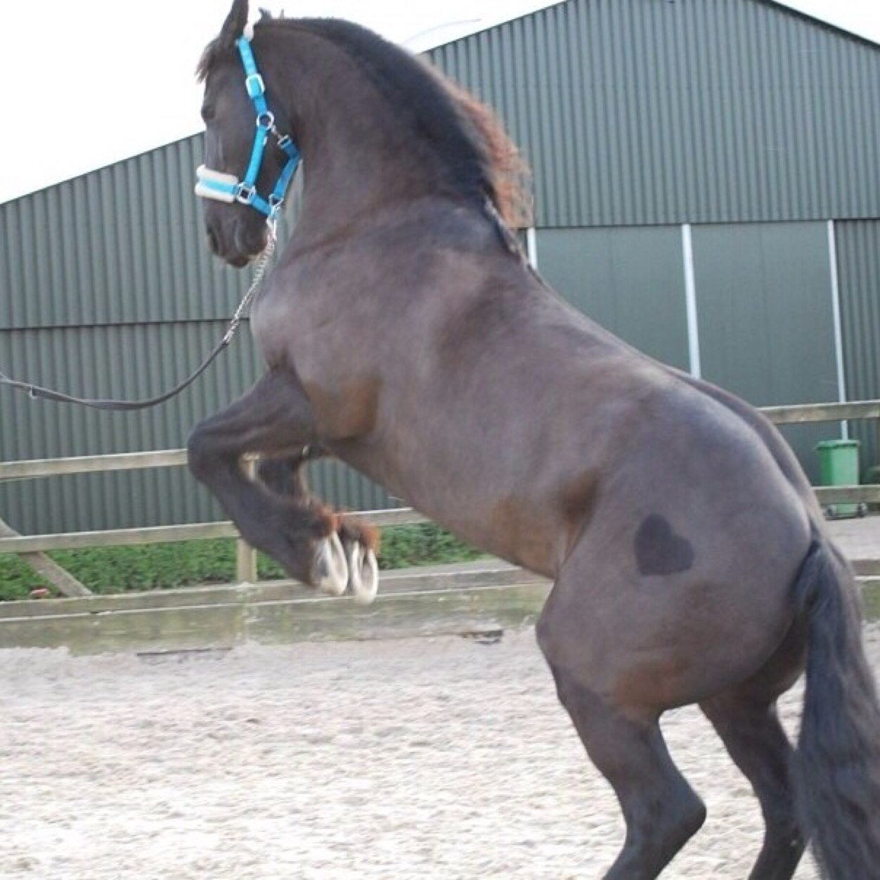 Heyy lieve paarden lovers :) houd je van paarden maak het knopje dan blauw x paarden haters laat het knopje maar lekker wit -_- ~lovehorse~