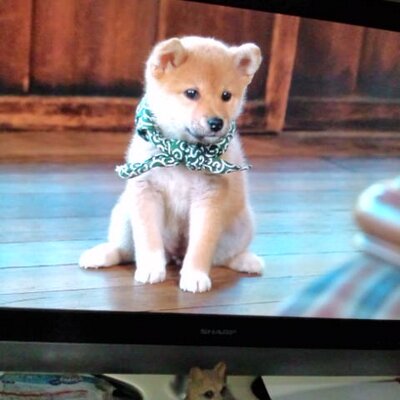 chi-i★