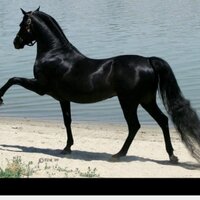 هيفاء (@alblaheed) 's Twitter Profile Photo