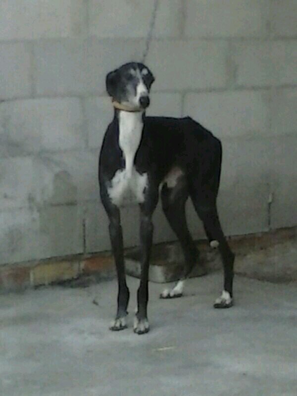 prieto_sc's profile picture. 