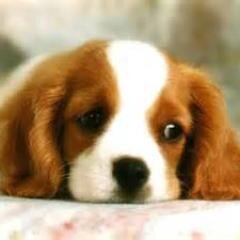 WTF_Tired's profile picture. So Tired. I just want to sleep forever and don't wake up.