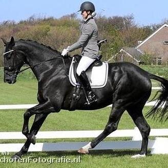 Akenburg's profile picture. Manege Akenburg, de locatie voor paardensport op Texel.