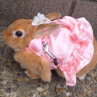 くーちょ日記 うさぎアカウント (@quchonikki) 's Twitter Profile Photo