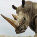 Rhinoceros (@mr_rhino662) Twitter profile photo