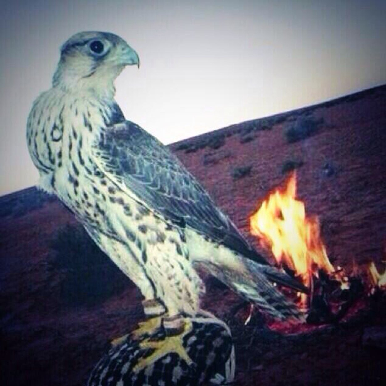 أغنى الناس من قنع بما تيسر له.