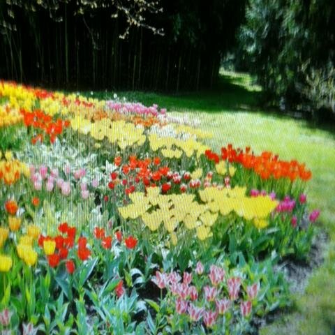 eamoedo's profile picture. profesora de inglés