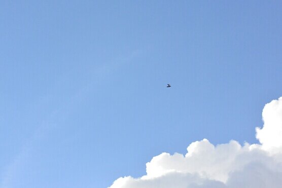 長い時を超えて復活 たまに写真を撮ってupします。稀にイラストもupします。 / NIKON1 V3。 しかし、写真垢というわけではありません。