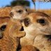 s fromage (@sophiefromage) Twitter profile photo