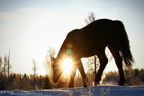 navoz911's profile picture. Доставка конского и коровьего навоза в мешках по Москве и Подмосковью.