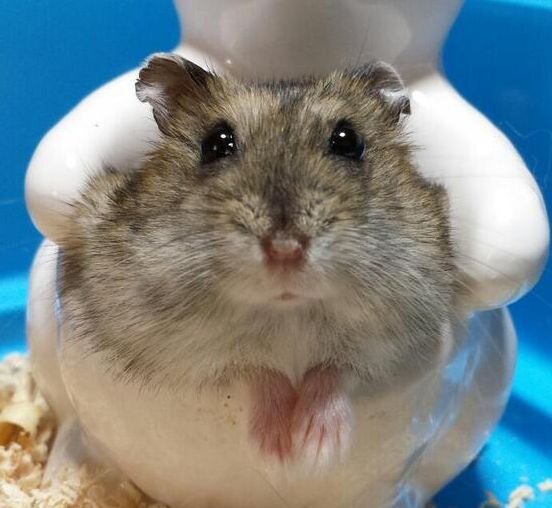 リプライ返せなくてごめんなさい。すべて見ております。

趣味-ハムスター/小動物/クルマ/LEXUS/TOYOTA