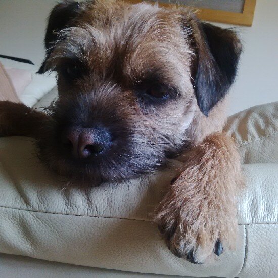 Hudson_BT's profile picture. Border Terrier puppy born 14/10/12. Son of Alfie & Lola the @Feelwells BT's. Loving life, so exciting. Adopted nephew of my hero @marleyterrier