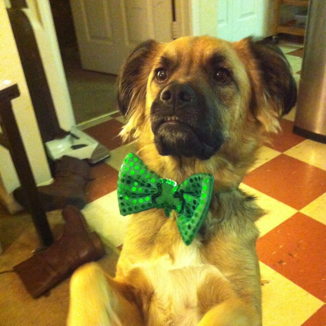 APupNamedLyra's profile picture. 