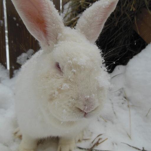 rcb187's profile picture. 