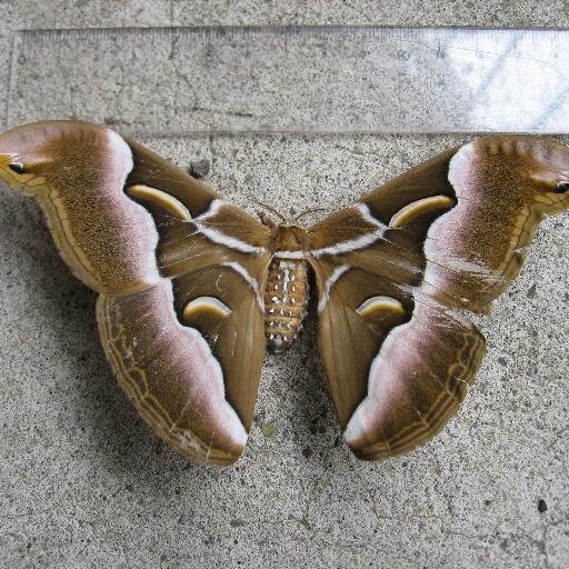 mor_phon's profile picture. よしなに