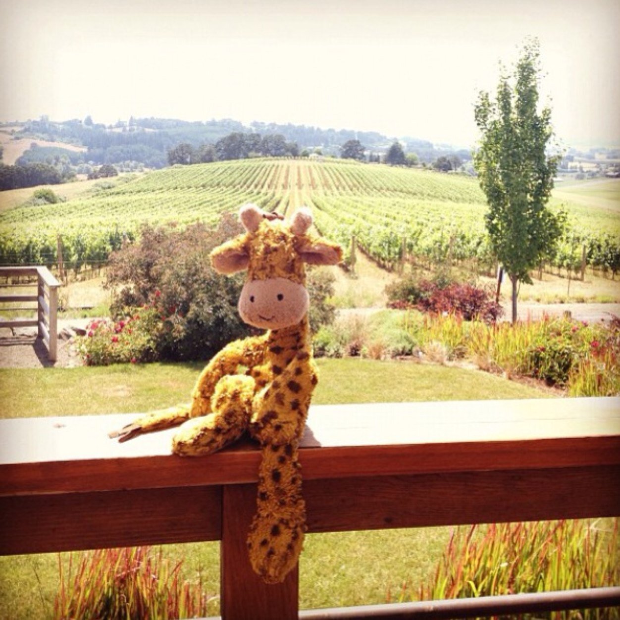 joey giraffe