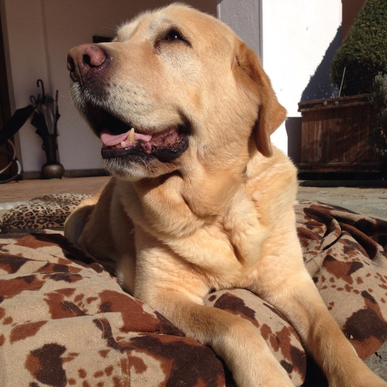 Elisaplu's profile picture. 