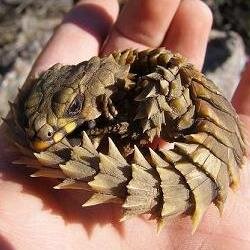 AAOS0831's profile picture. 