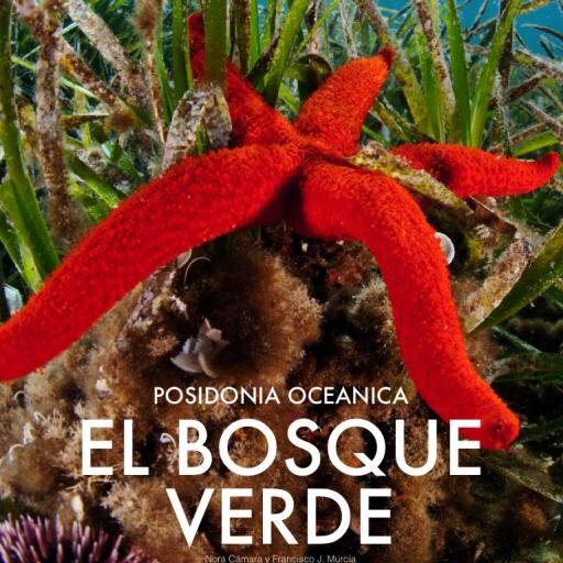 El_Bosque_Verde's profile picture. 