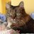 PotterCat