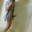 f_alaseeri's profile image
