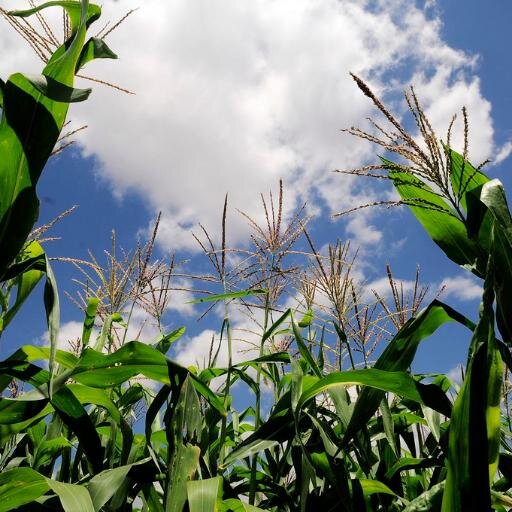 We aim to support GMOs, to provide education for consumers, and to combat anti-science corporate interests against biotechnology.