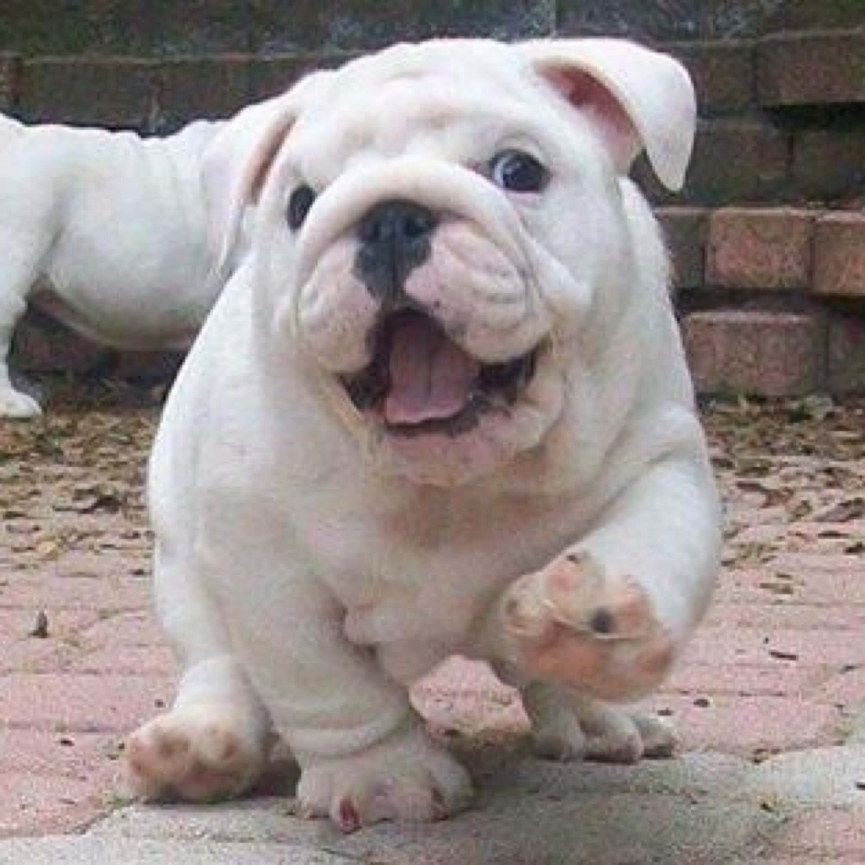 ItsAnimalPix's profile picture. 