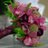 JeriFloral's profile image