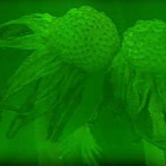 ecolos_Voiron's profile picture. Liste municipale Ecologie et Solidarité à Voiron