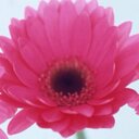 Candy Anderson - @lordylulu - Twitter