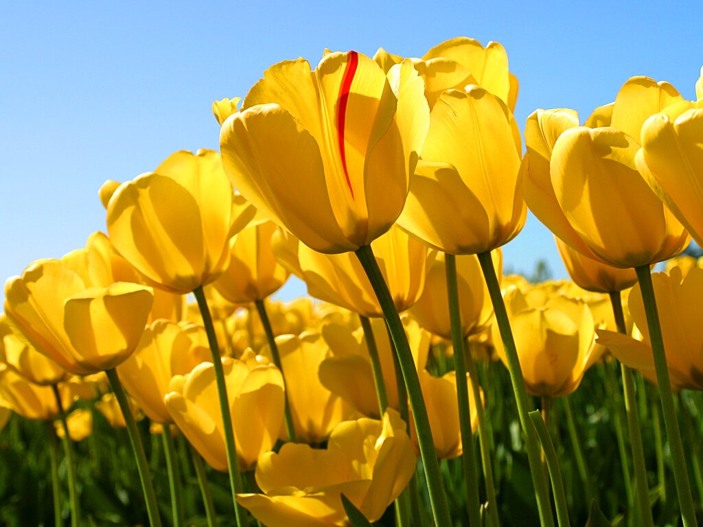سبحان الله وبحمده سبحان الله العظيم