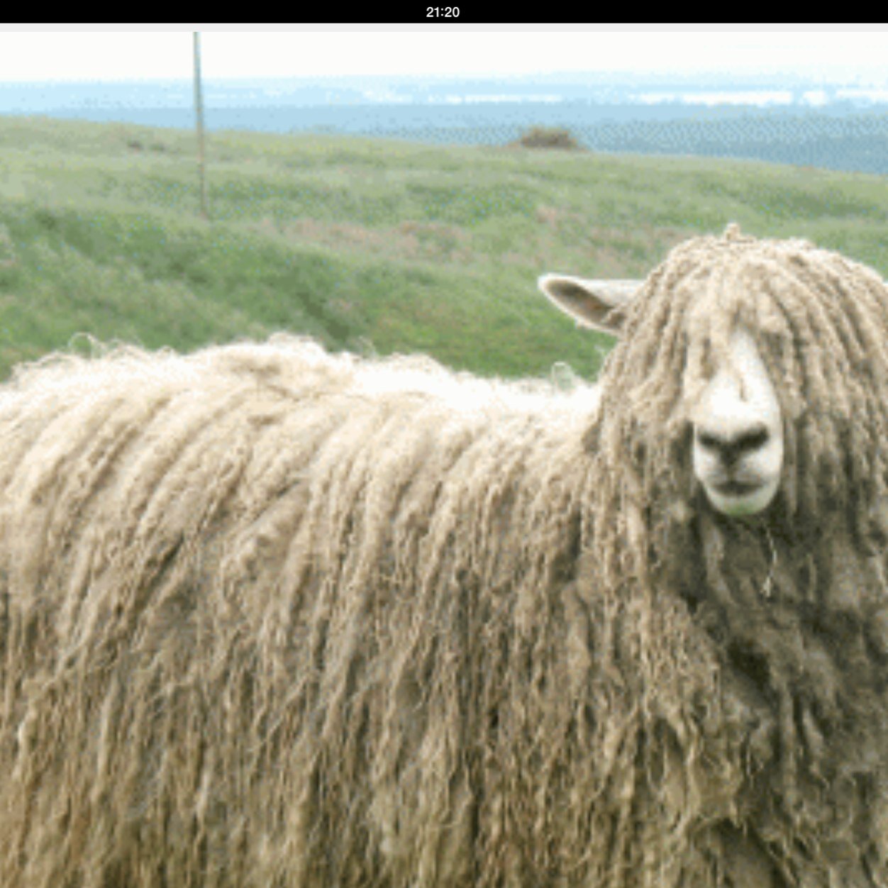 lucasofthemolys's profile picture. BAAAHHH MOTHER FUCKA BAAHHH